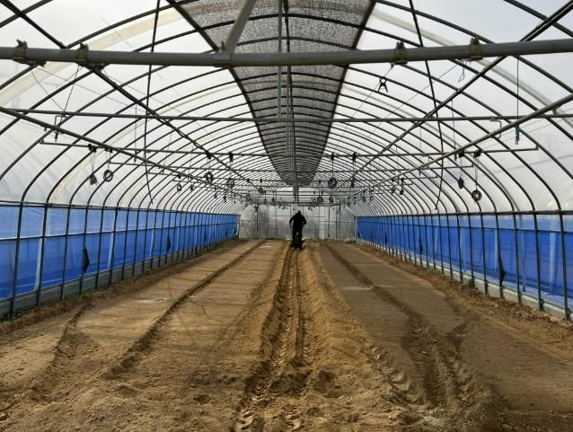 음성군, 고품질·고소득 수박농사의 시작